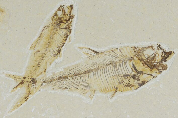 Fossil Fish (Diplomystus) With Knightia - Wyoming #177328